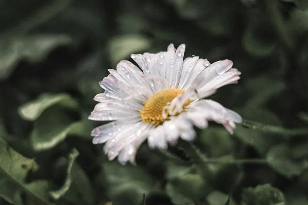 康樂一生在哪里購(gòu)買？投保要注意什么？
