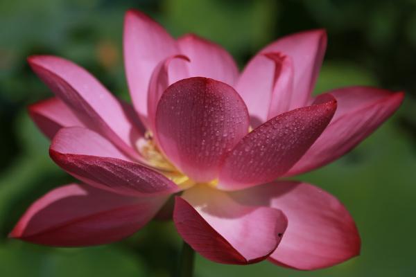 太平洋健康醫(yī)享無憂百萬醫(yī)療保險投保規(guī)則有哪些？承保公司怎么樣？
