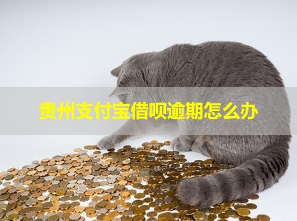 貴州支付寶借唄逾期怎么辦？幾招搞定