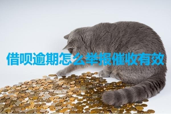 借唄逾期怎么舉報催收有效？親測