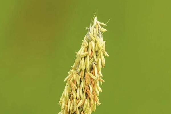 達(dá)爾文8號重大疾病保險保障什么？提供有哪些增值服務(wù)？