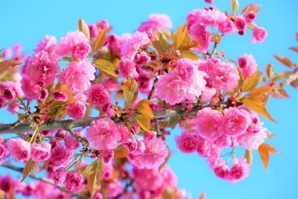 人壽保險(xiǎn)萬能險(xiǎn)退保能退多少？退?？铐?xiàng)到賬時(shí)間是多久？
