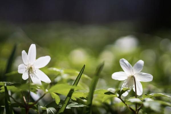 網(wǎng)上退保怎么退？怎么退比較劃算？