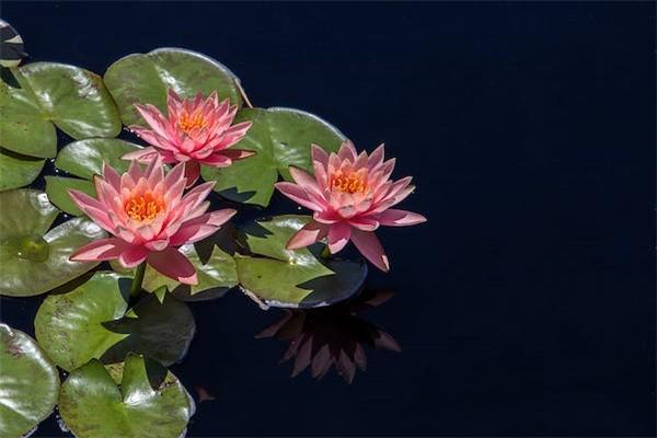 農(nóng)民65歲養(yǎng)老保險(xiǎn)：每月能領(lǐng)多少？揭秘養(yǎng)老金計(jì)算攻略