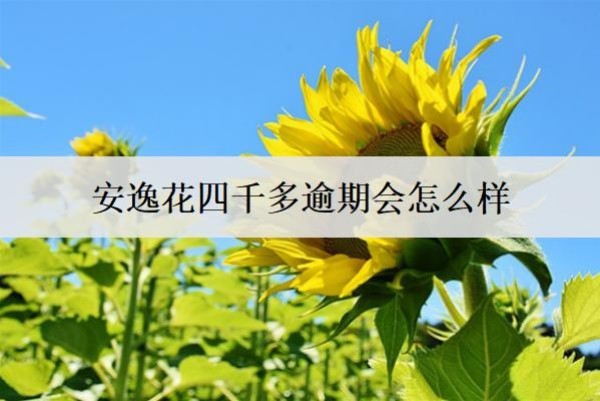 安逸花四千多逾期會(huì)怎么樣？安逸花逾期6大后果