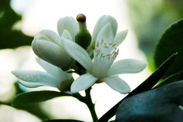 長(zhǎng)城康健人生兩全保險(xiǎn)怎么樣好嘛？有哪些投保要求？