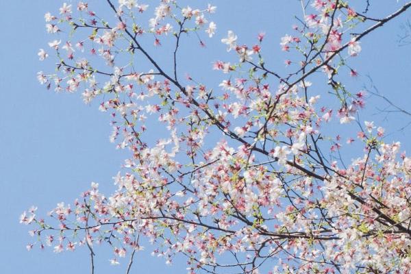 安盛天平保險(xiǎn)公司怎么樣？產(chǎn)品怎么投保啊？