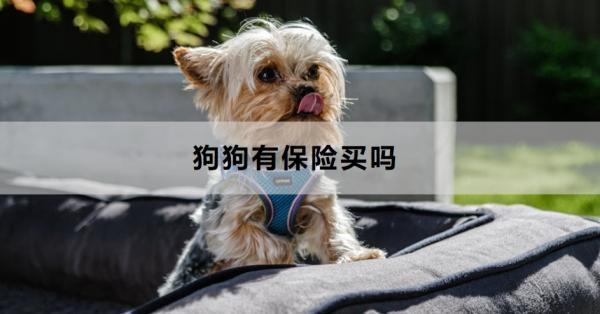 狗狗有保險買嗎？附帶兩款優(yōu)質(zhì)量產(chǎn)品