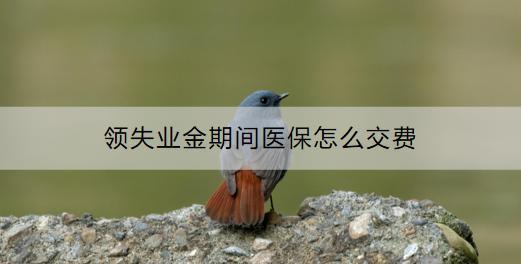 領(lǐng)失業(yè)金期間醫(yī)保怎么交費(fèi)