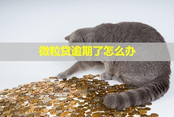 微粒貸逾期了怎么辦？會從微信零錢里直接扣錢嗎？