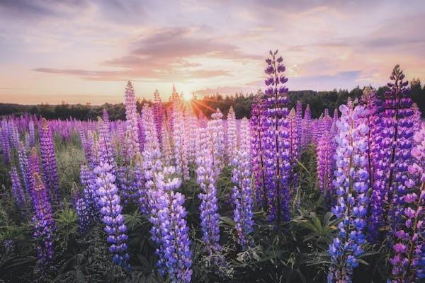 平安福保險退保需要什么手續(xù)？附退保要注意的事項(xiàng)！